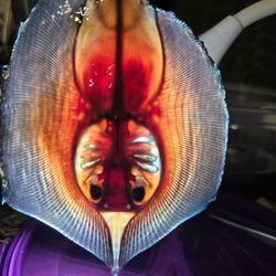 Preserved specimen / curiosity / Diaphonized