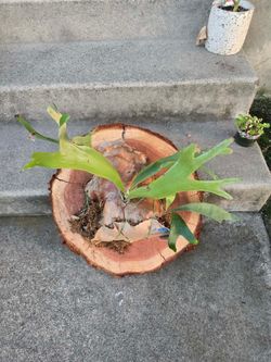 Redwood pieces to mount staghorns or any other plant