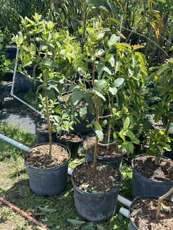 Guava Fruit Tree