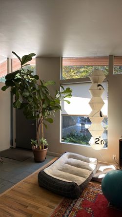 Mature/Healthy Fiddle Leaf Fig