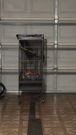 Birds cage
