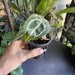 Anthurium Doc Block Michelle Plant 