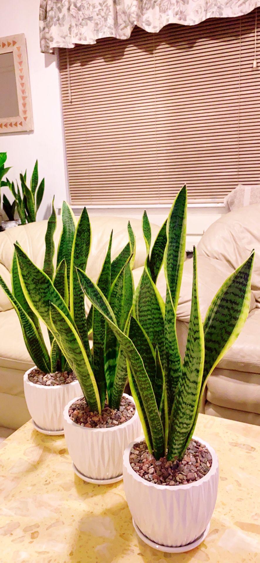 The Snake Plants Give Out The Good Air and Take Away The Bad Air - Ceramic Vase Included - Up To 20” - $15 each