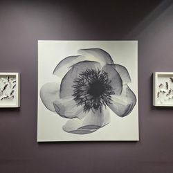 Floral Canvas