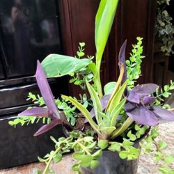 Outdoor Plant 