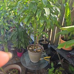 3 feet  high  inside plant $20.