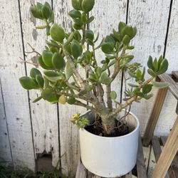 Jade Succulent Beautiful