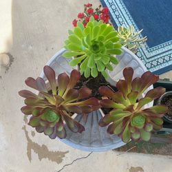3 Succulents In A Planter