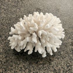 Vintage White Pacific Elkhorn Coral Statement Decor Piece Natural sits on own rare almost 7 lbs