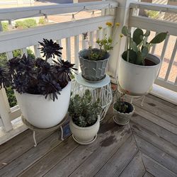 Assorted Indoor / Outdoor Plants and Containers