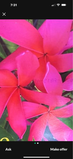 PLUMERIAS CUTTING