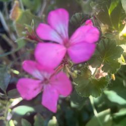 Planta de Geranios O Malva