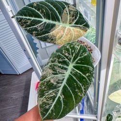 Alocasia Pink Ninja MOTHER PLANT