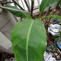 Boro banana plant