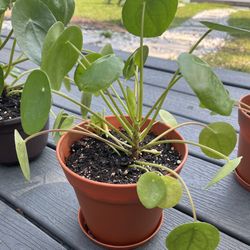 Pilea Houseplant 