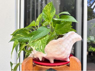 Golden pothos