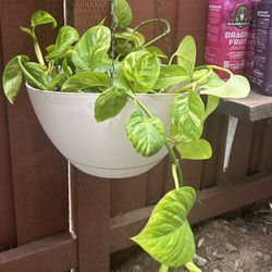 In A Hanging Fiber Glass 2 Gl. Pot… Photos Plant ..$25.00  Firm 