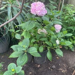 Ortencia Rosa Claro Maceta De Cinco Galones 
