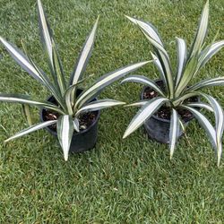 Agave