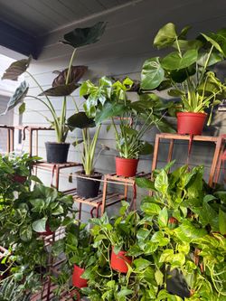 Huge Houseplants Collection for Sale