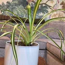 Spider Plant And Pot