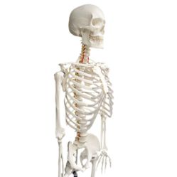 Medical Skeleton 