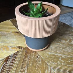 Real Snake Plant with Cute Pot