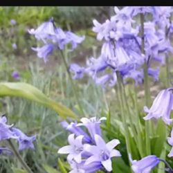 Beautiful Late Spring Flowers 