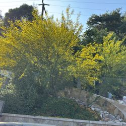 Palo Verde Trees Free