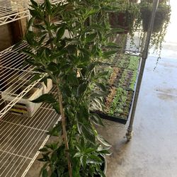 Thai Pepper 3 Feet Tall With Pepper Flowering Beautiful Plants 3 Plants Per 5 Gallon Pot