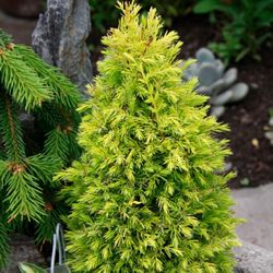 Gold Cone Juniper