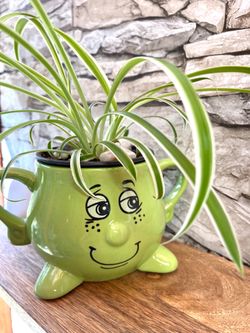 🎁Spider house plant in cute ceramic pot 4.5"H.