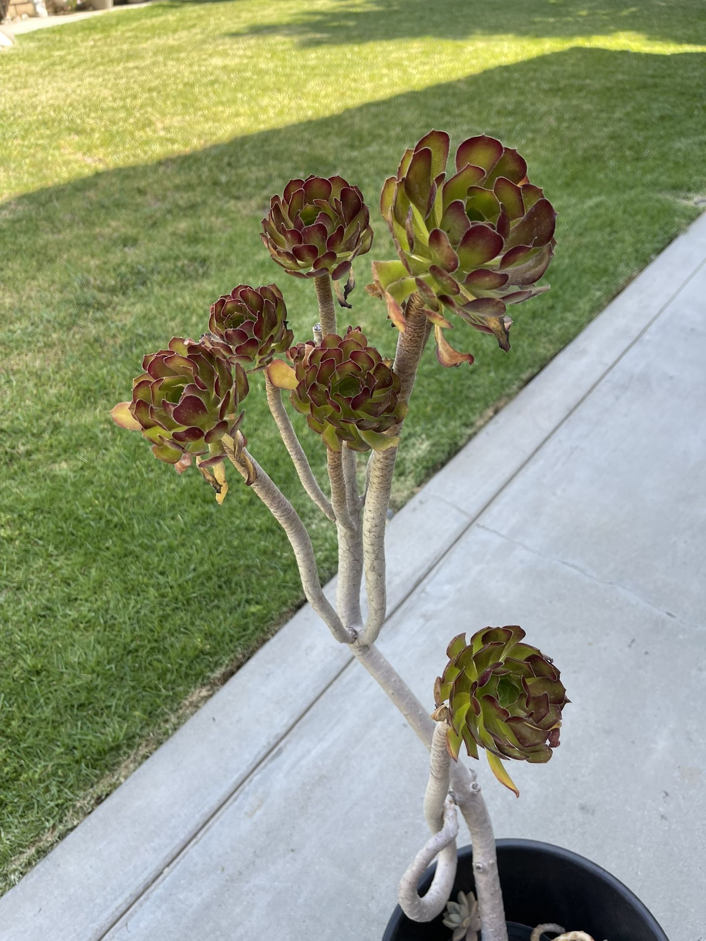 Succulent
