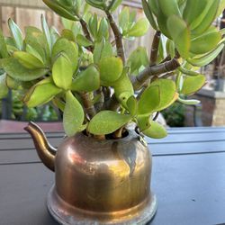 Succulent In A Brass Tea Kettle
