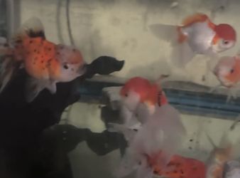 Goldfish Sticker