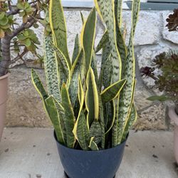 Snake plant or mother-in-law's tongue 