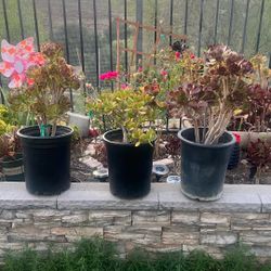 Succulents