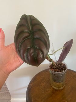 Alocasia Cuprea red secret
