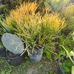 Fire Stick Pencil Tree Plant