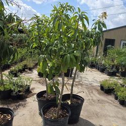 Mangos Ingertados 15gallon 7ft Tall 