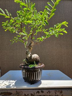 Old Tamarind Bonsai tree