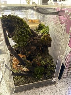 Small Bioactive Terrarium