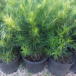 Japanese Yew 