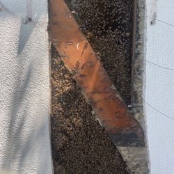 Bee Removal/relocation 