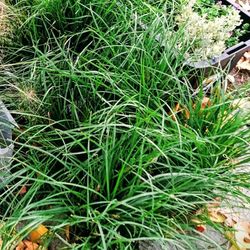 Monkey Grass/ Lily Turf Plants