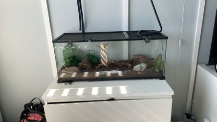 20 gallon tank full reptile setup with leopard gecko