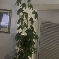 Indoor Plants For Sale