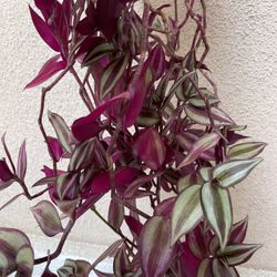 Beautiful Tradescantia Zebrina Plant With Hanging Pot