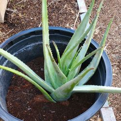 Monster Aloe Plant