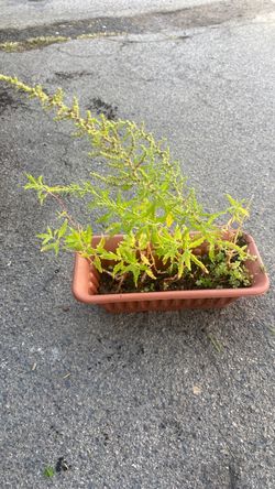 Plants for sale